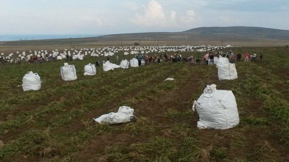 Hamioğlu Tarım ve Tohumculuk (2).jpg